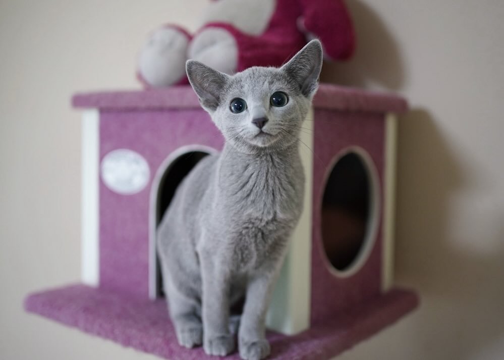 Bella - Russian Blue Kitten for Sale California - Female Russian Blue - Beautiful Green Eyes - Champion Bloodline